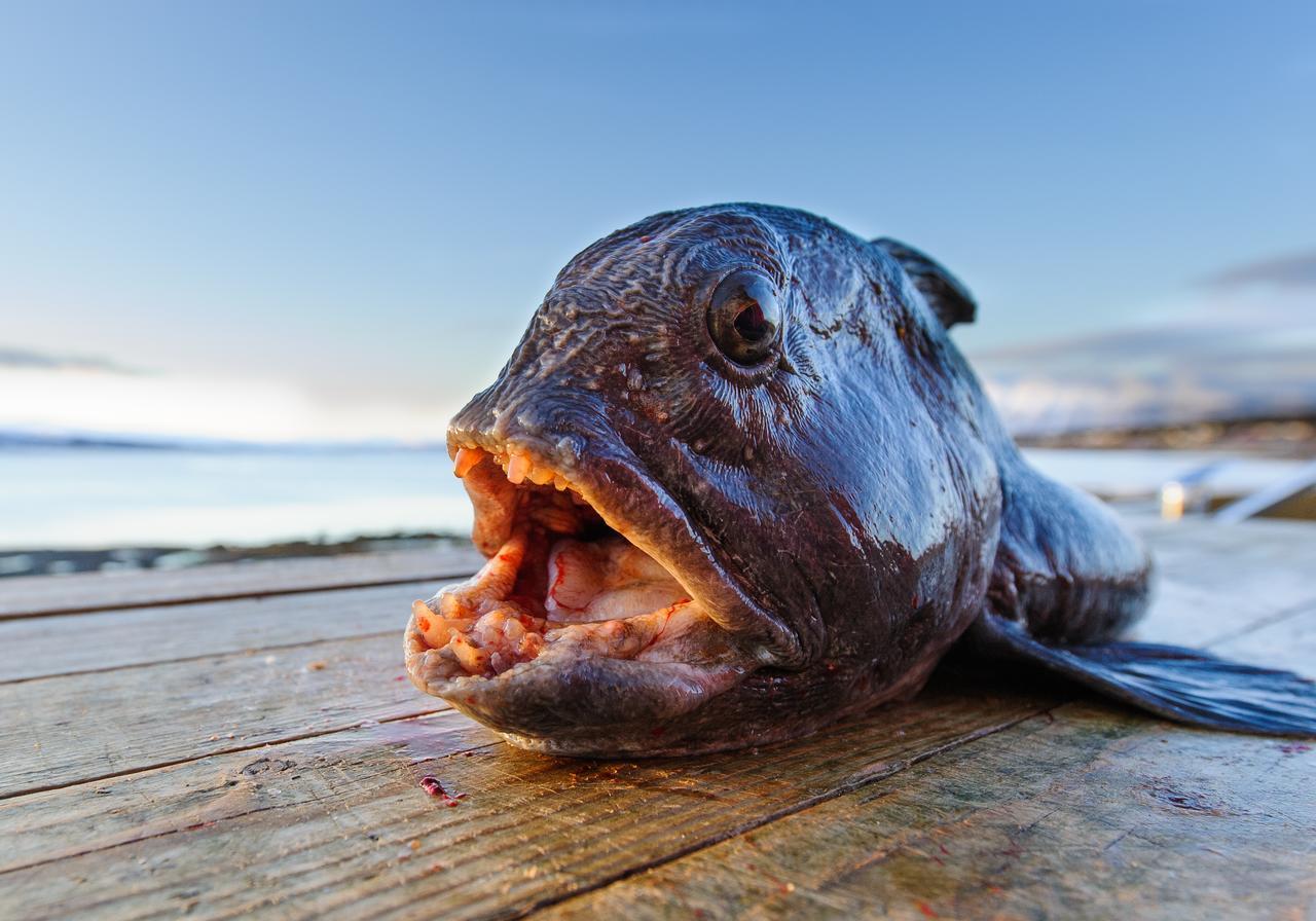 Vikran Vacation: Sea Fishing And Northern Lights Exterior foto