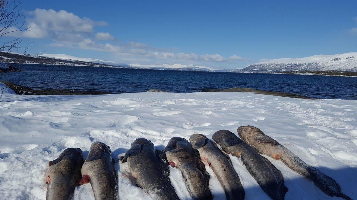 Vikran Vacation: Sea Fishing And Northern Lights Exterior foto